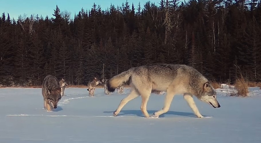 People & Wolves Short Documentary