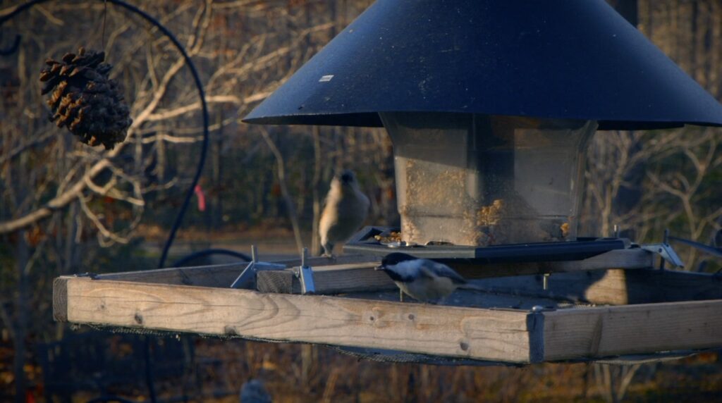 For The Love of Birds Short Documentary Film